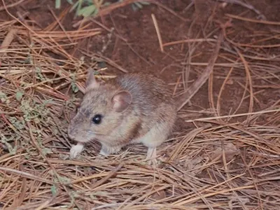 Mexican Woodrat