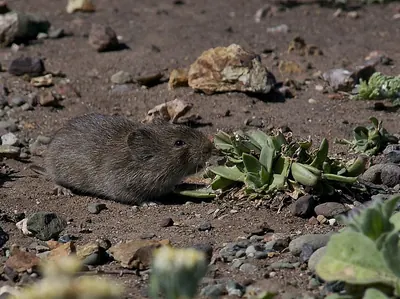 California Vole