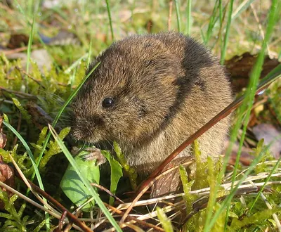 Common vole