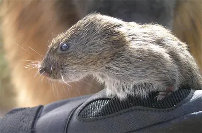 Pahranagat Valley Montane Vole