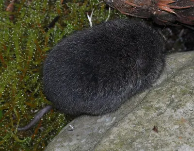 Triangle Island Vole