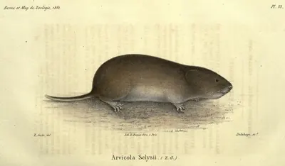 Savi's Pine Vole