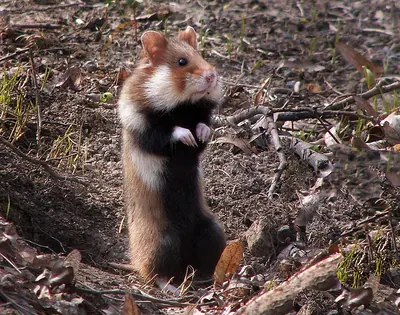 Black-bellied Hamster