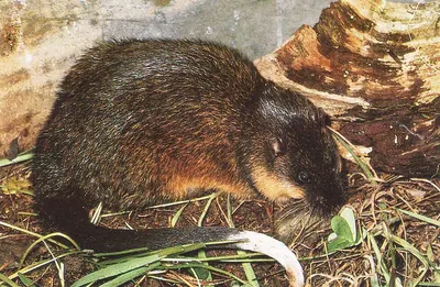 Common water rat