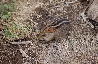 Xeric Four-striped Grass Rat
