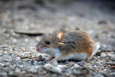 Southern African Pygmy Mouse