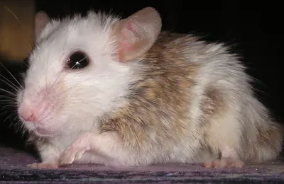 Southern Multimammate Mouse