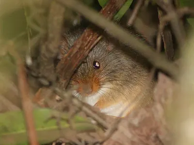 Rusty-nosed Rat