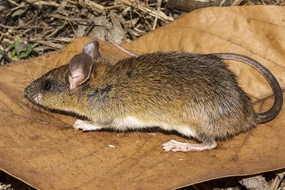 Chestnut Rat
