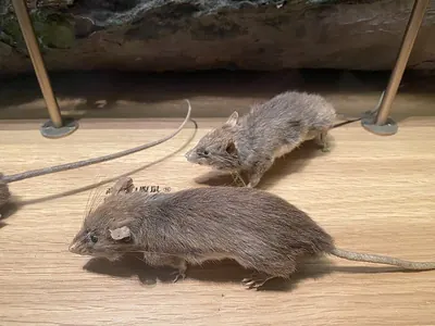 Oldfield White-bellied Rat