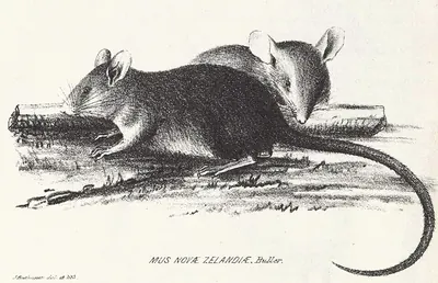 Polynesian Rat