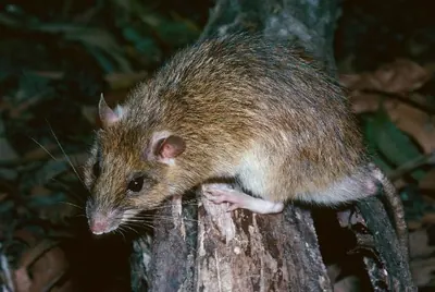 Cape York Rat