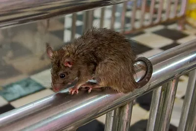 Black Rat