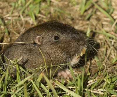 Botta's Pocket Gopher