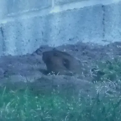 Mountain Pocket Gopher
