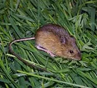 Point Reyes Jumping Mouse