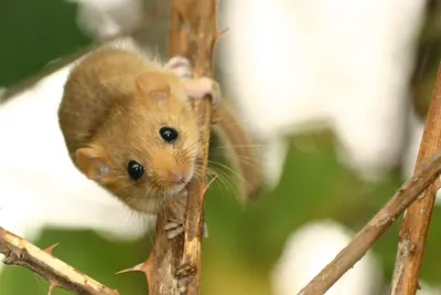 Common dormouse