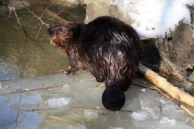 North American Beaver