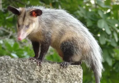 Black-eared Opossum
