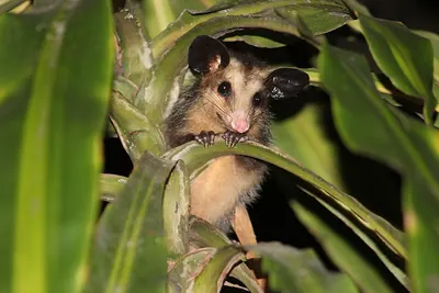 Brazilian Common Opossum