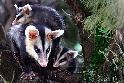 White-eared Opossum