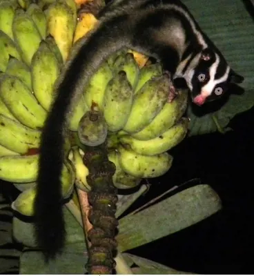 Striped Possum