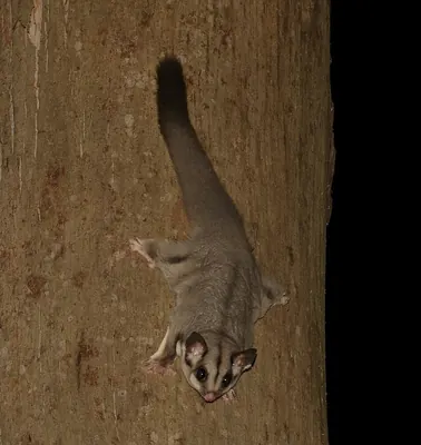 Squirrel Glider