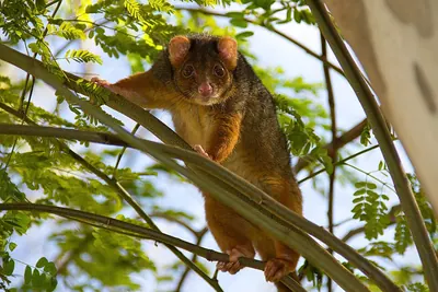 Ring-tailed Possum