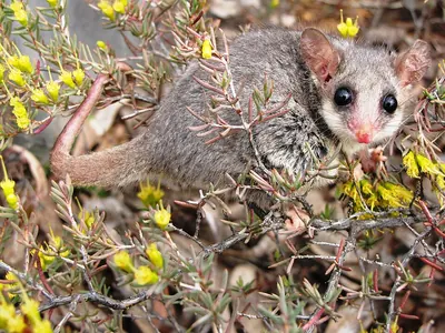 Common Dormouse-phalanger