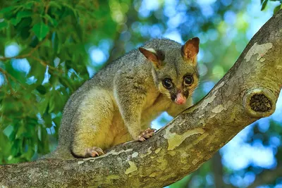 Common brushtail possum