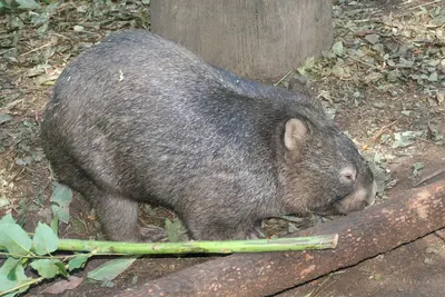 Tasmanian Wombat