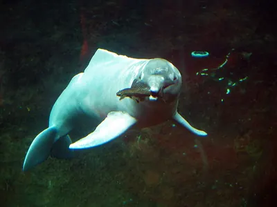 Orinoco River Dolphin
