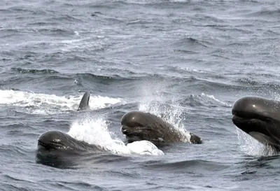 Atlantic Pilot Whale