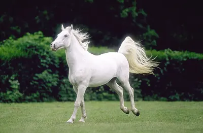 Domestic Horse