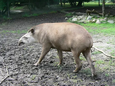 Brazilian Tapir