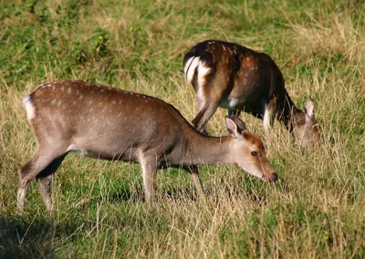 Sika Deer
