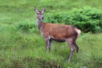 West European red deer