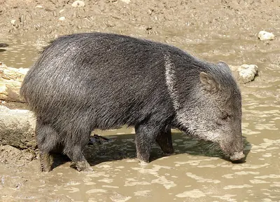 South American Collared Peccary