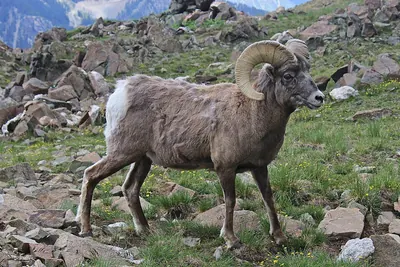 American Bighorn