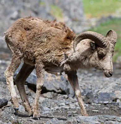 Wild Sheep