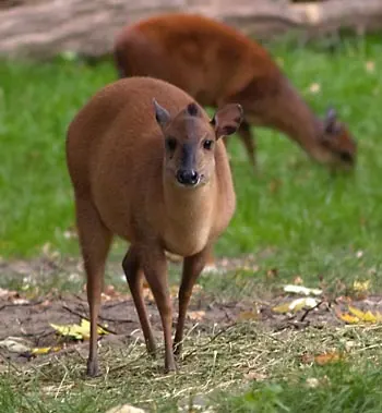 Red Forest Duiker