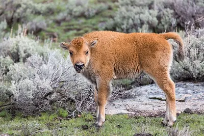 American Bison