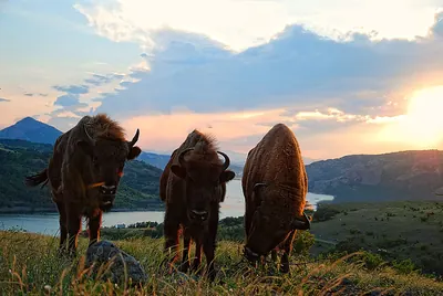 European bison