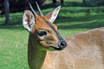 Grey Duiker