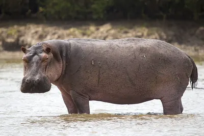 Large Hippo