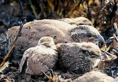 Rock Bush-quail