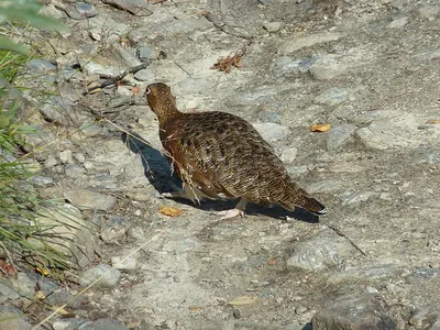 Willow Grouse