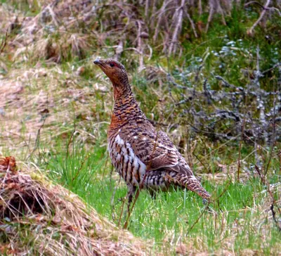Capercaillie