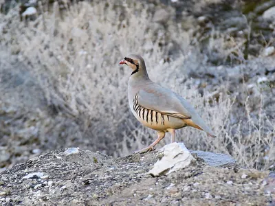 Chukar Partridge