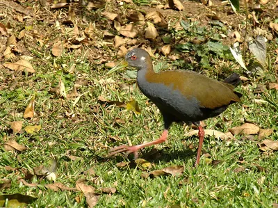 Slaty-breasted Wood-rail